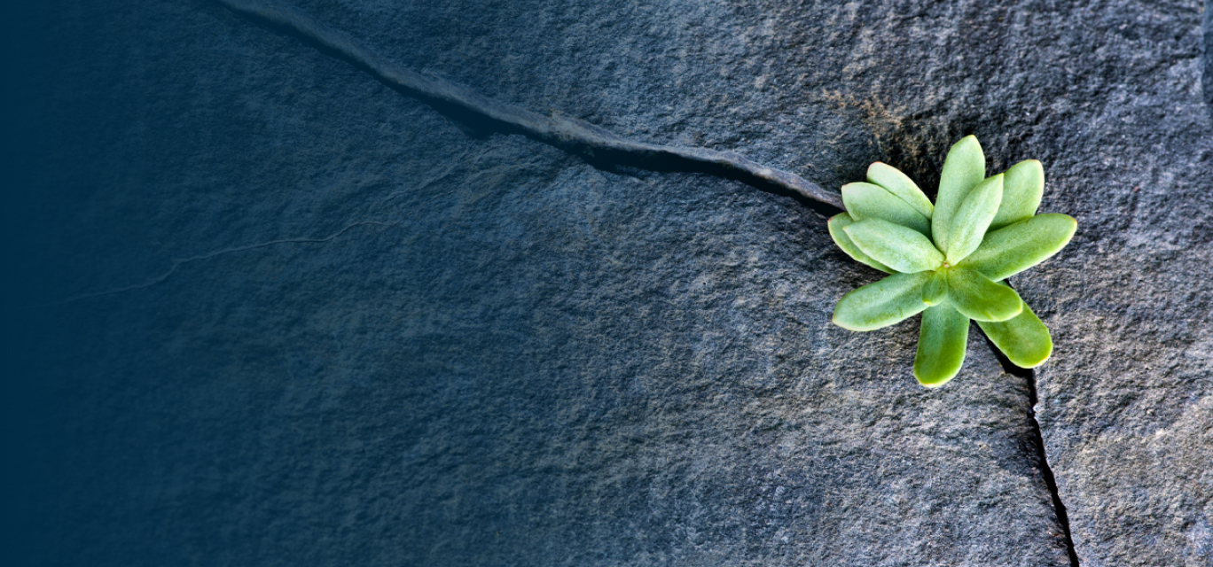 plant on slate rock