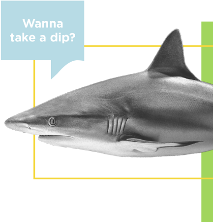 Swimming with sharks